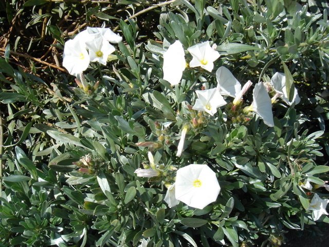 Convolvulus cneorum P19 (2)